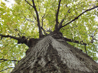 Il bacio della strega