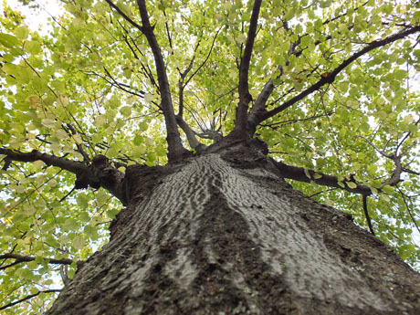 Il bacio della strega