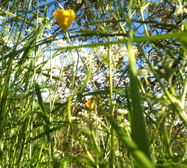 La grammatica dei conflitti