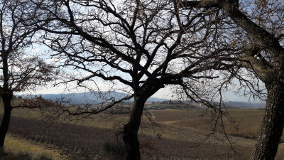 La vita segreta degli alberi