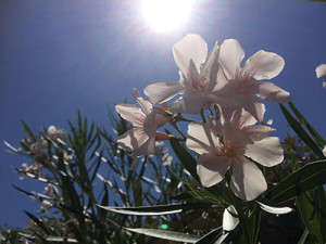 Silvia_coppia