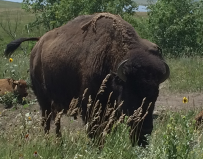 In cammino con un saggio pellerossa